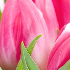 Pink, Tulips