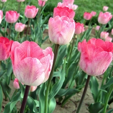 Pink, Tulips