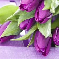 Purple, Tulips