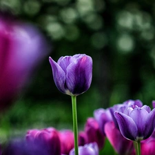 purple, Tulips