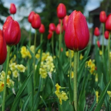 Red, Tulips