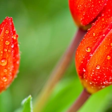 Tulips, beatyfull, Red