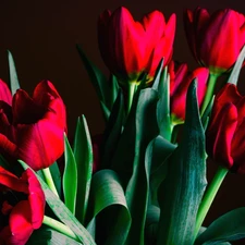 tulips, bouquet, red