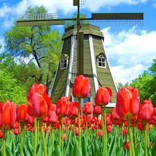 Tulips, Windmill, Red