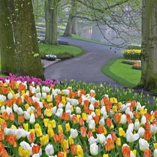 Tracks, viewes, Tulips, trees