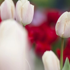 White, Tulips