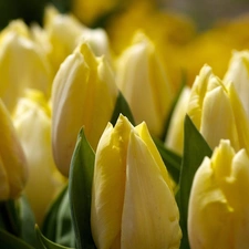 Yellow, Tulips