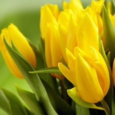 Yellow, Tulips