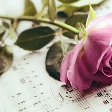 Tunes, Beauty, rose