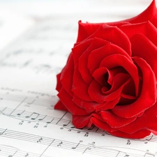 Tunes, Beauty, rose