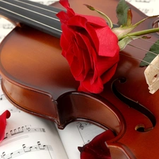 Tunes, rose, violin