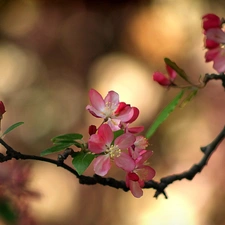 flourishing, fruit, twig, trees