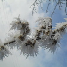 frozen, twig