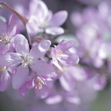 Pink, twig, Fruit Tree, Flowers