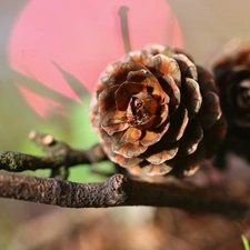 twig, cones, larch