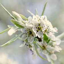 trees, Flowers, twig, Spring, viewes, fruit