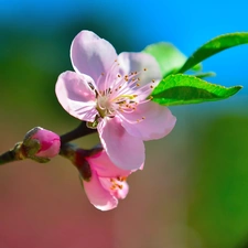 Fruit Tree, Blossoming, twig