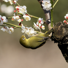 Bird, flowery, twig, Japanese White-eye