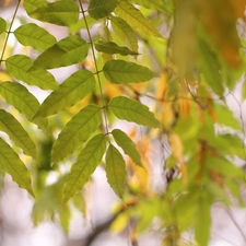 Autumn, Twigs