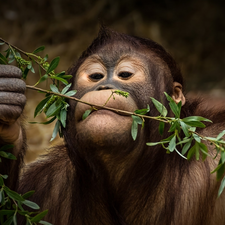 chimpanzee, Twigs