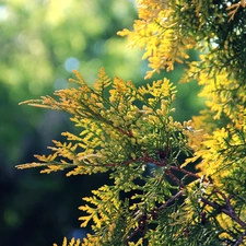 Twigs, thuja, conifer