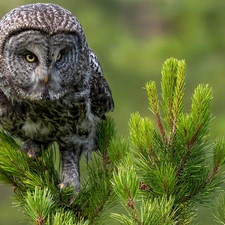Twigs, spruce, owl, Tawny owl great gray owl, Bird