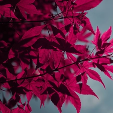 Twigs, maple, Leaf