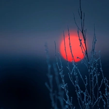 Twigs, Red, moon