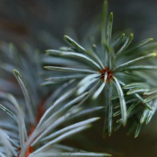 Twigs, spruce, needle