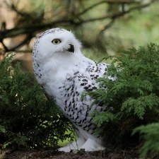 Bird, green ones, Twigs, Snowy Owl