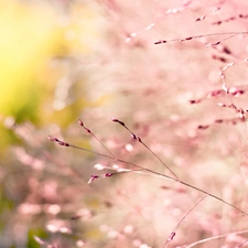 Pink, Twigs