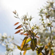 Fruit Tree, Flowers, Twigs