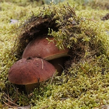 boletus, Moss, Two cars