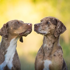 Catahoula Leopard Dog, Two cars, Dogs