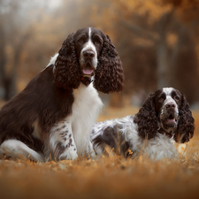English Springer Spaniels, Two cars, Dogs