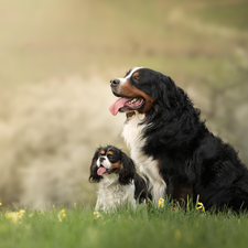 Two cars, King Charles Spaniel, Bernese Mountain Dog, Dogs