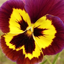 Two-tone, pansy