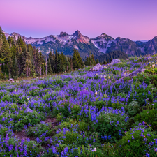 trees, Mountains, viewes, Meadow, Washington State, The United States, lupins, Mount Rainier National Park, Flowers