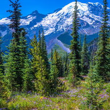 Mountains, Snowy, trees, viewes, Washington State, The United States, Flowers, Mount Rainier National Park, Spruces