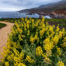 rocks, Coast, Yellow, Way, Flowers, The United States, California, sea, Big Sur, Garrapata State Park, lupine