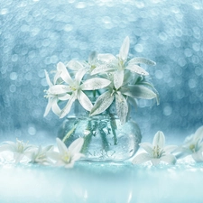 vase, Bokeh, White, Flowers, Ornithogalum