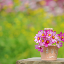 vase, Pink, Cosmos