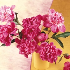 Pink, Yellow, vase, Peonies