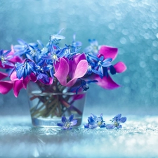 Siberian squill, decoration, vase, Bokeh, Flowers, Cyclamen