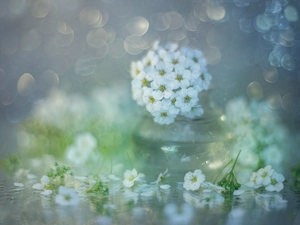 glass, vase, White, Flowers, Spiraea