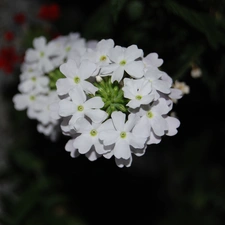 Verbena garden