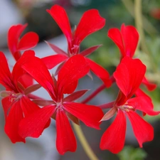 Verbena hybrida