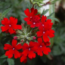 red hot, Verbena garden