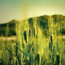 Field, corn, View, landscape, country, plant