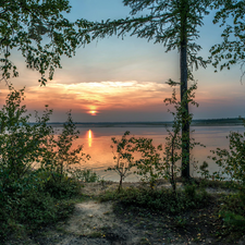 sun, lake, viewes, birch, trees, west